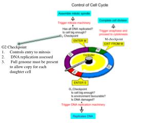 G2 Checkpoint Controls entry to mitosis DNA replication assessed