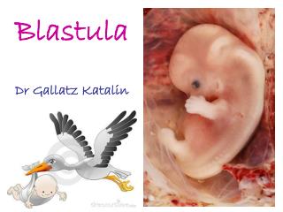 Blastula Dr Gallatz Katalin