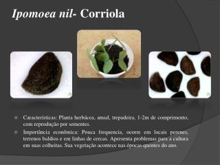 Ipomoea nil- Corriola