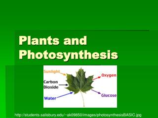 Plants and Photosynthesis