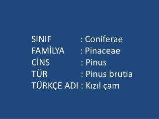 SINIF : Coniferae FAMİLYA : Pinaceae CİNS : Pinus