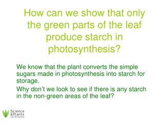 How can we show that only the green parts of the leaf produce starch in photosynthesis?