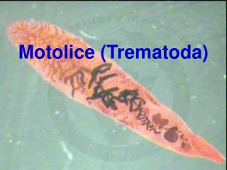 Motolice (Trematoda)