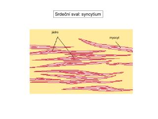 Srdeční sval: sync y tium
