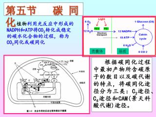 第五节 碳 同 化