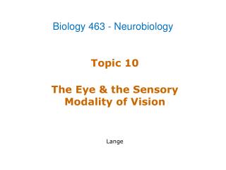 Topic 10 The Eye &amp; the Sensory Modality of Vision Lange