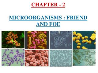 CHAPTER - 2 MICROORGANISMS : FRIEND AND FOE