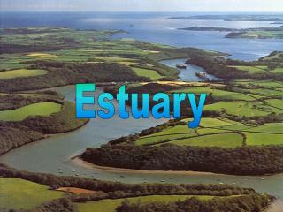 Estuary