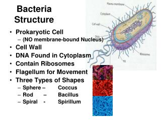 Bacteria Structure