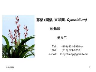 蕙蘭 ( 國蘭 , 東洋蘭 , Cymbidium) 的栽培