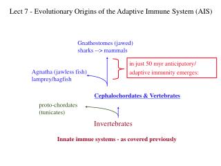 Innate immue systems - as covered previously