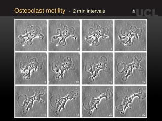 Osteoclast motility - 2 min intervals