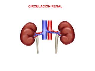 CIRCULACIÓN RENAL