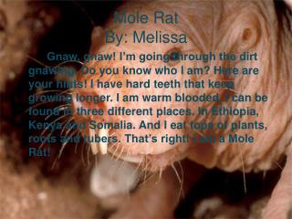 Mole Rat By: Melissa