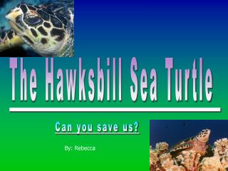 The Hawksbill Sea Turtle