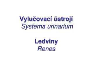 Vylučovací ústrojí Systema urinarium Ledviny Renes