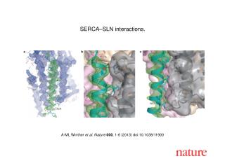 A-ML Winther et al. Nature 000 , 1-6 (2013) doi:10.1038/11900