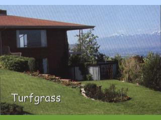 Turfgrass