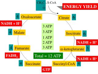 ENERGY YIELD