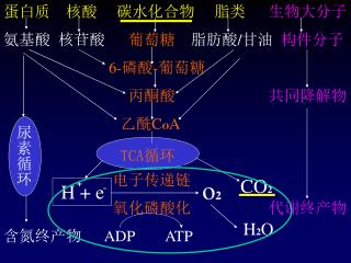 蛋白质 核酸 碳水化合物 脂类 生物大分子 氨基酸 核苷酸 葡萄糖 脂肪酸 / 甘油 构件分子 6- 磷酸 - 葡萄糖