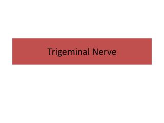 Trigeminal Nerve