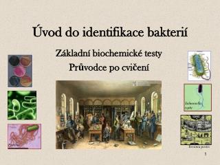 Úvod do identifikace bakterií