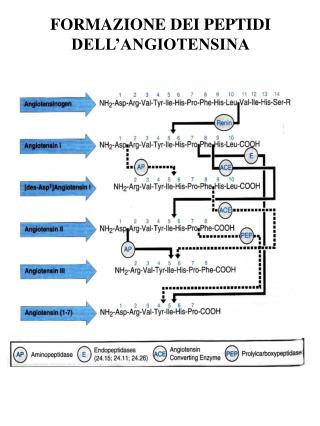 FORMAZIONE DEI PEPTIDI DELL’ANGIOTENSINA