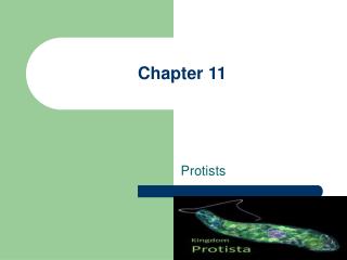 Chapter 11