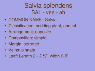 Salvia splendens SAL - vee - ah