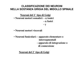 CLASSIFICAZIONE DEI NEURONI NELLA SOSTANZA GRIGIA DEL MIDOLLO SPINALE