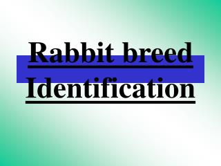 Rabbit breed Identification