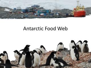 Antarctic Food Web