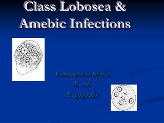 Entamoeba histolytica E. coli E. gingivalis