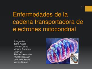 Enfermedades de la cadena transportadora de electrones mitocondrial