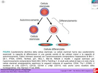 isbn3667-7_cap_5_cellula_staminale