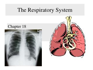 The Respiratory System