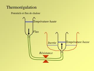 Thermorégulation