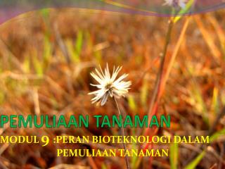 PEMULIAAN TANAMAN