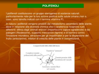 POLIFENOLI