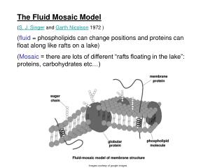 The Fluid Mosaic Model ( S. J. Singer  and  Garth Nicolson  1972 )