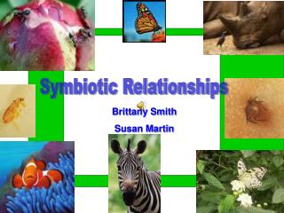 Symbiotic Relationships