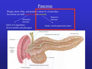 Pancreas