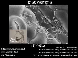 מיקרואורגנזמים