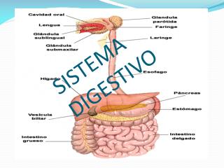 SISTEMA DIGESTIVO