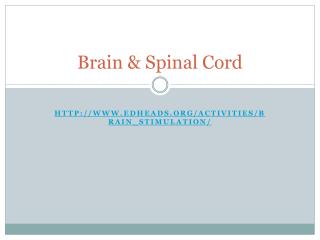 Brain &amp; Spinal Cord