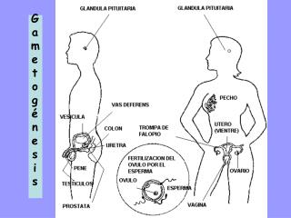 Gametogénesis