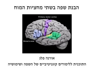 הבנת שפה בשתי מחציות המוח