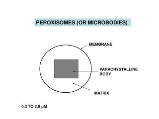PEROXISOMES (OR MICROBODIES)
