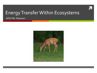 Energy Transfer Within Ecosystems