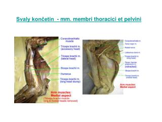 Svaly končetin - mm. membri thoracici et pelvini